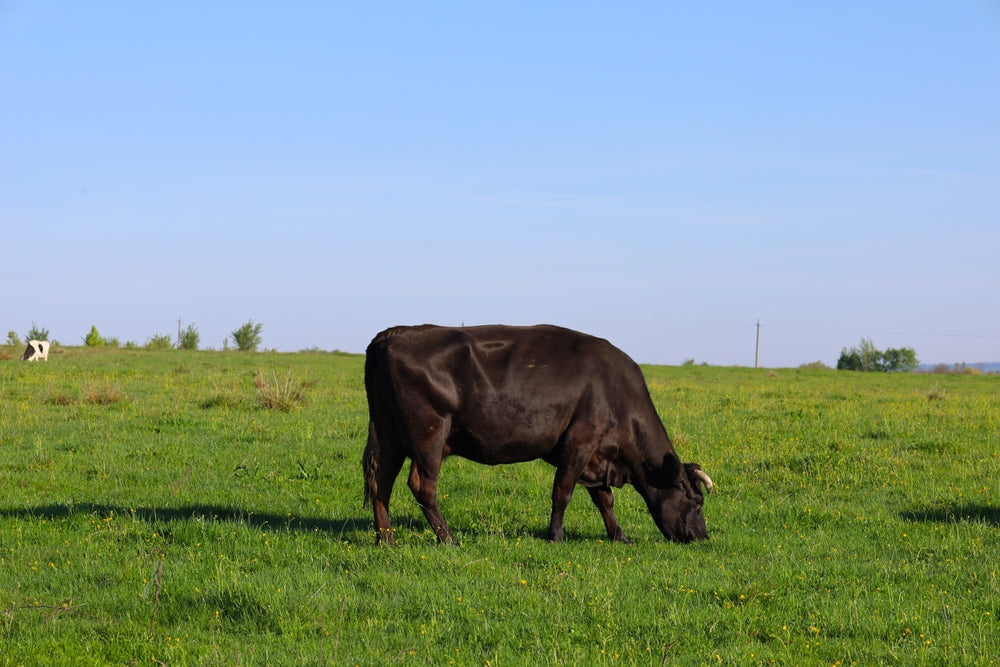 Where Does Wagyu Beef Really Come From?