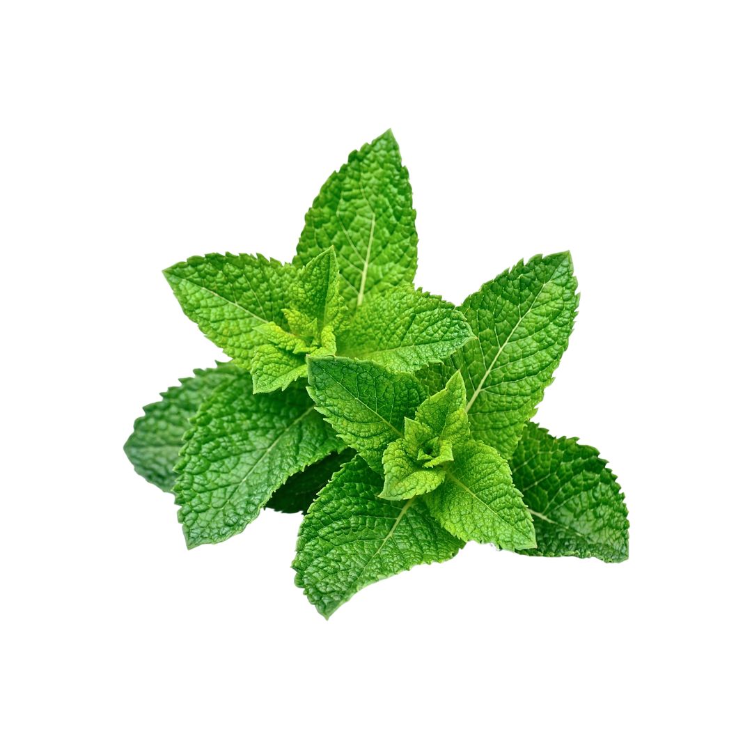 Fresh Mint @ Halal Fine Foods